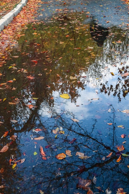 Feuilles d'automne dans une flaque d'eau dans la nature