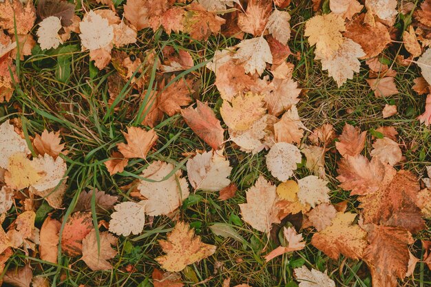 Feuilles d'automne dans le fond de la forêt à partir de feuilles d'automne feuilles sur l'herbe verte