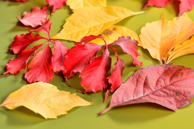 Feuilles d'automne dans le fond vert