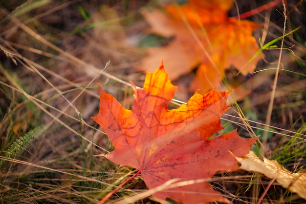 Feuilles d'automne dans la forêt