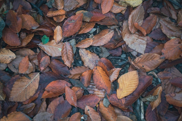 feuilles d'automne dans la forêt