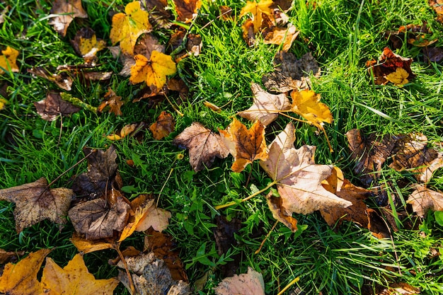 Feuilles d'automne dans l'herbe couverte de rosée