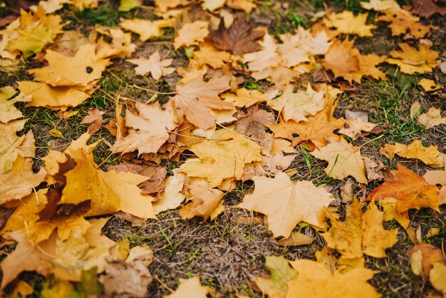 Feuilles d'automne dans la nature du parc