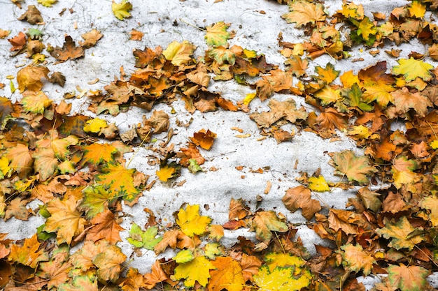 Feuilles d'automne dans la neige. Fond de texture naturelle.