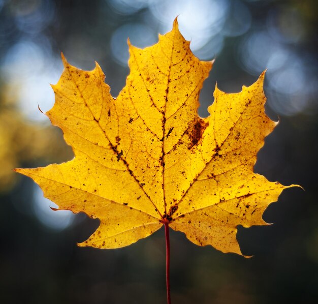 Feuilles d'automne dans les parcs en toile de fond