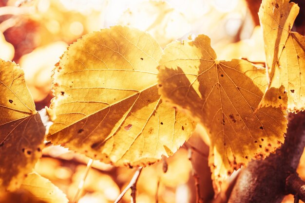 Les feuilles d'automne dorées sur un arbre dans un parc sous le chaud soleil d'octobre