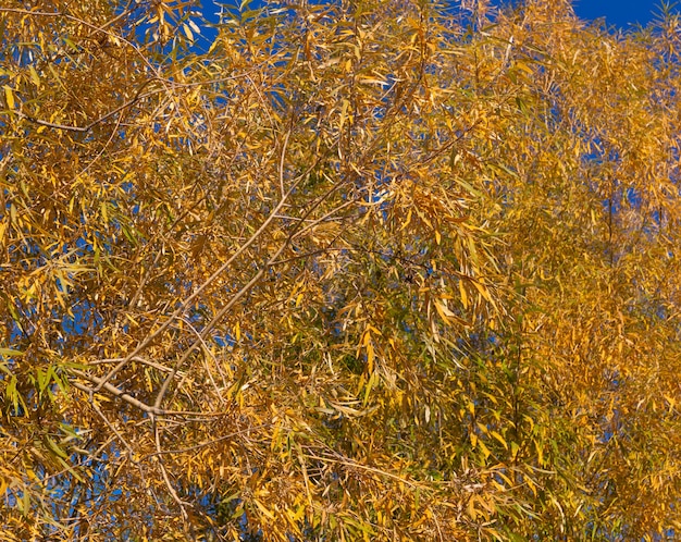 feuilles d'automne dorées dans la forêt