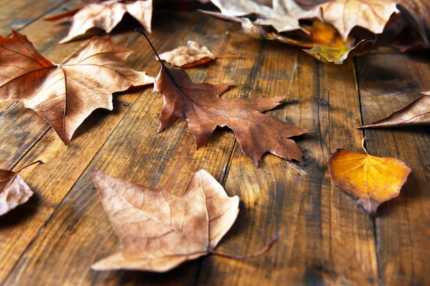 Des feuilles d'automne dorées sur un fond en bois