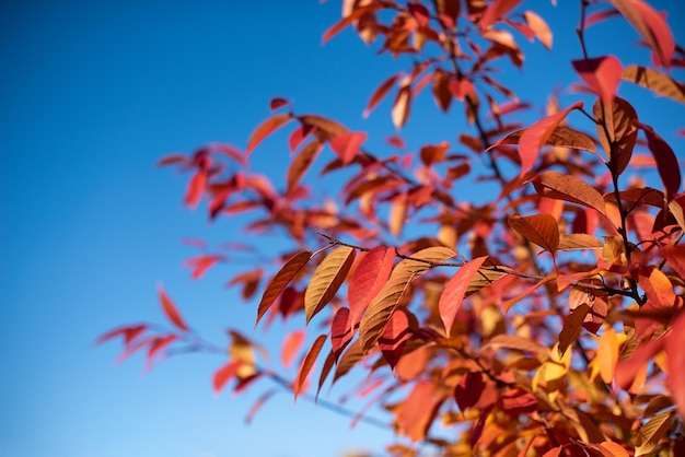 Feuilles d'automne dorées et rouges sur la branche ciel bleu sur fond