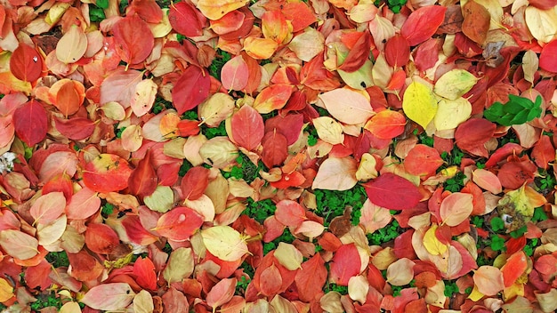 Photo les feuilles d'automne dorées