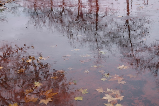 Feuilles d'automne sur l'eau reflétant les arbres dans l'environnement