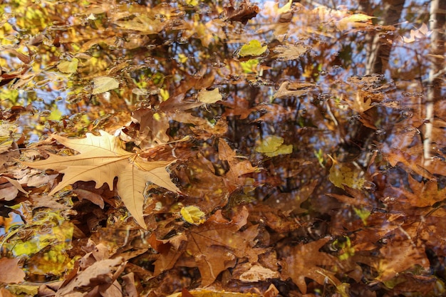 feuilles d'automne sur l'eau