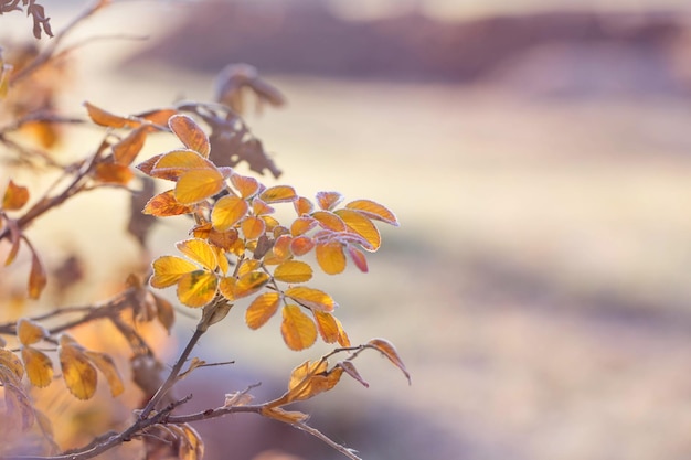 Feuilles d'automne et églantier en cristaux de givre le matin ensoleillé