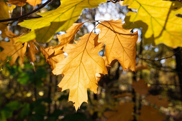 Feuilles d'automne d'érable dans le parc agrandi moins concept de saison d'automne