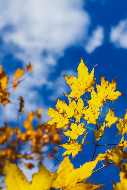 Feuilles d'automne d'érable jaune saison d'automne