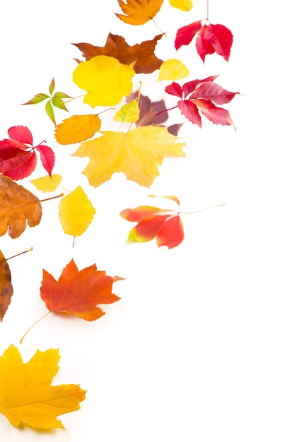 Feuilles d'automne d'érable tombant au sol, sur une surface blanche.