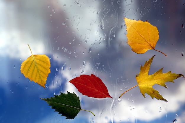 Les feuilles d'automne sur une fenêtre humide sur fond de temps pluvieux