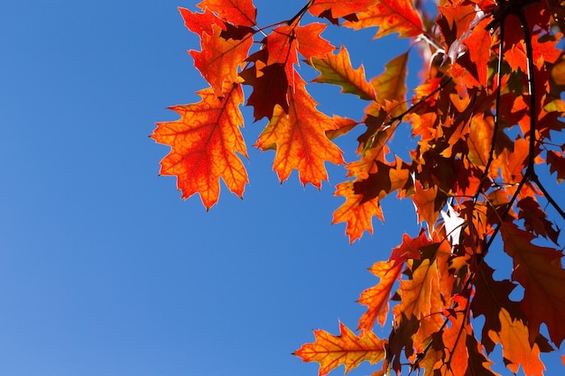 Les feuilles d'automne Le feuillage coloré dans le parc Le concept de la saison d' automne Les feuillesd'érable avec un fond bleu flou