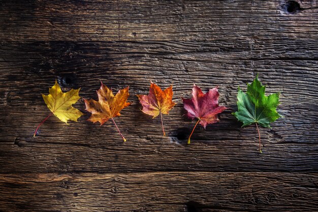 Feuilles d'automne. Feuilles colorées d'automne sur une table en bois rustique.