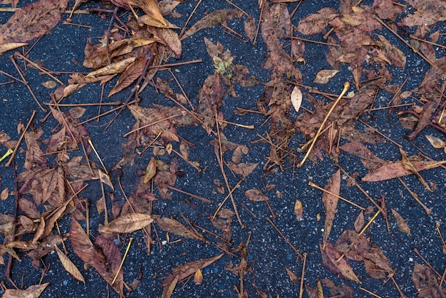 Feuilles d&#39;automne flaque d&#39;asphalte bleu