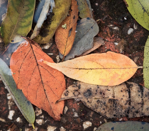 Feuilles d'automne à la flaque