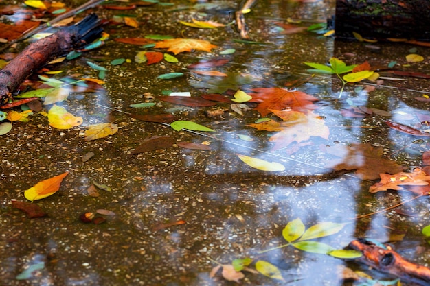 Feuilles d'automne à la flaque