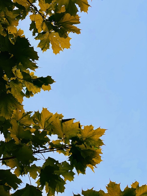 Feuilles d'automne flore de la saison d'automne