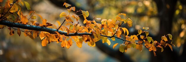 feuilles d'automne fond d'arbre