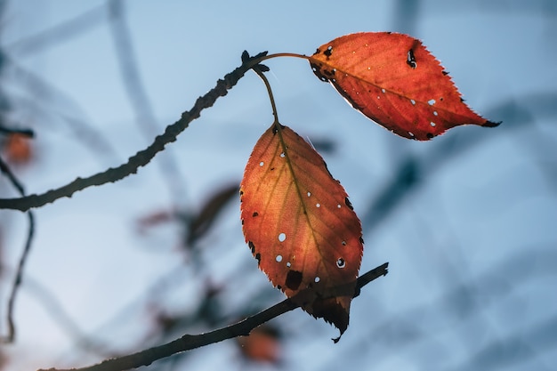 Feuilles d'automne de fond au Japon