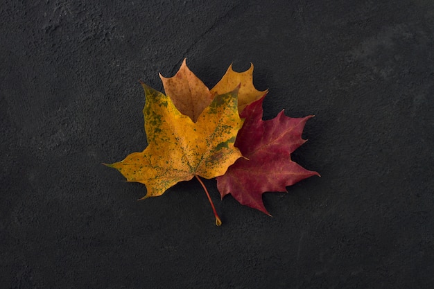 Feuilles d'automne sur fond de béton foncé.