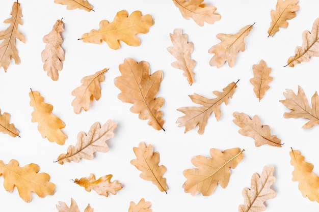 Feuilles d'automne sur fond blanc. Mise à plat, vue de dessus, espace de copie