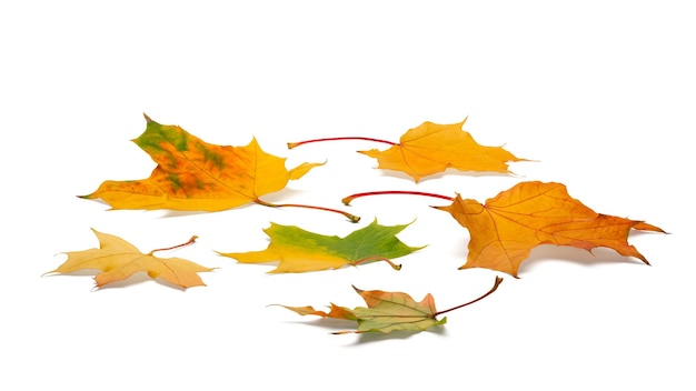 Feuilles d'automne sur fond blanc. avec des ombres, chemin de détourage pour l'isolement sans ombres sur blanc