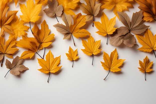 Feuilles d&#39;automne sur fond blanc