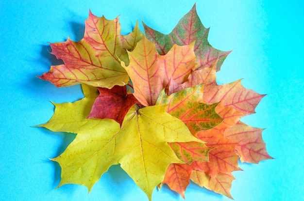 feuilles d'automne sur fond bleu