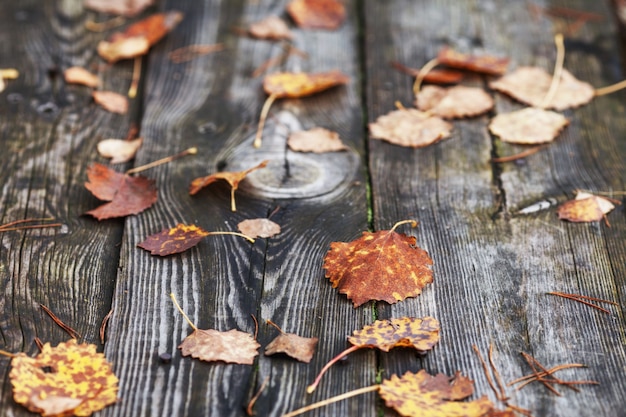 Feuilles d'automne sur fond de bois ancien. Feuille tombée sur bois au bord du lac. Fin de l'automne.