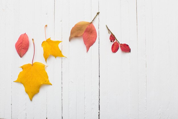 Feuilles d'automne sur fond de bois