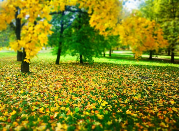 Feuilles d'automne fond de bokeh tapis