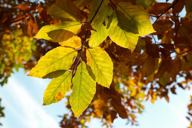 Feuilles d'automne avec le fond de ciel bleu