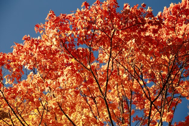 Feuilles d'automne avec le fond de ciel bleu