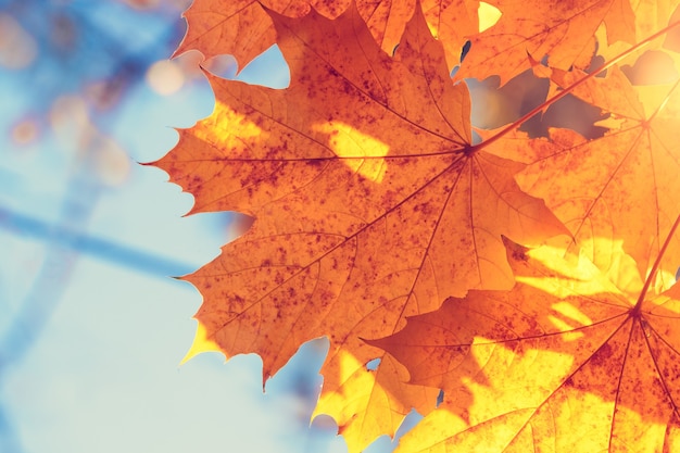 Feuilles d'automne avec le fond de ciel bleu