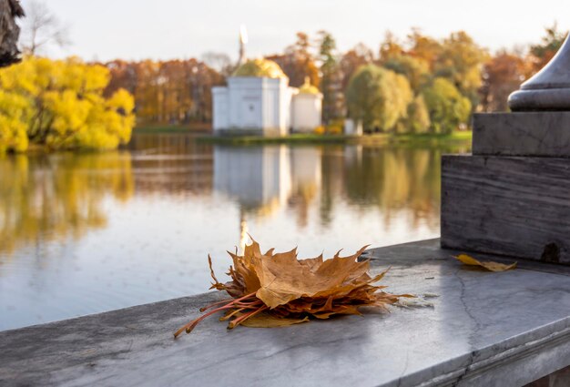 Les feuilles d'automne sur le fond du paysage d'automne dans le parc Catherine Pouchkine Tsarskoïe Selo St Petersburg Russie