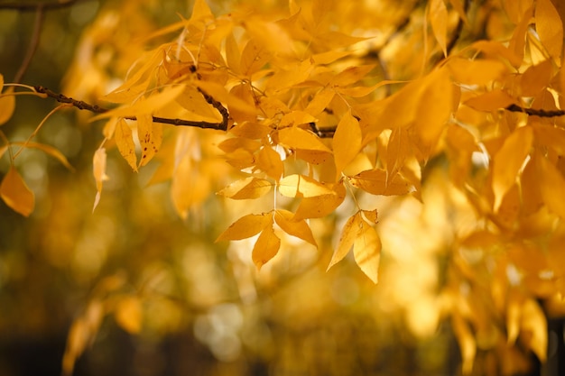 Feuilles d'automne, fond jaune, texture photo, arbres en octobre