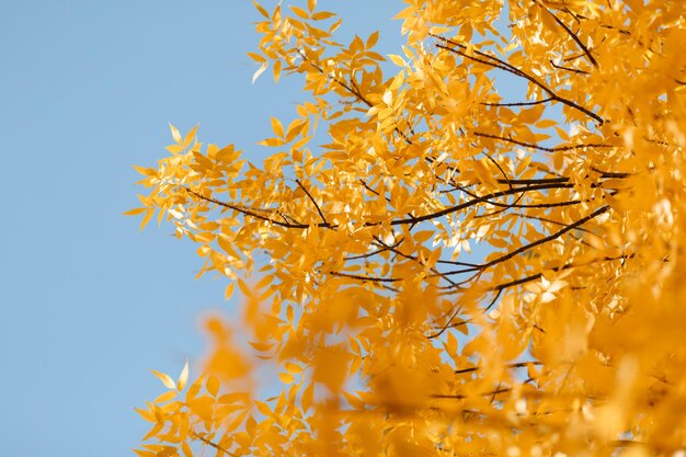 Feuilles d'automne, fond jaune, texture photo, arbres en octobre