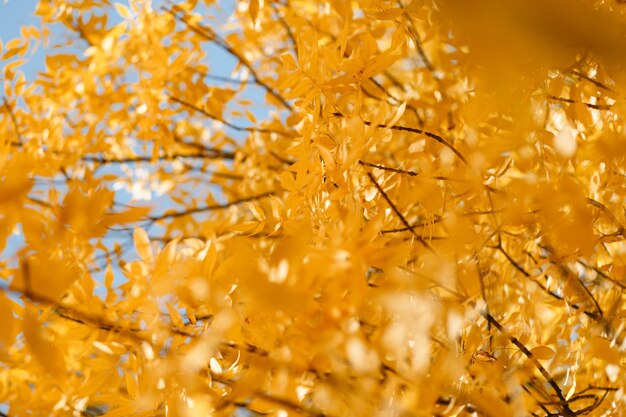 Feuilles d'automne, fond jaune, texture photo, arbres en octobre