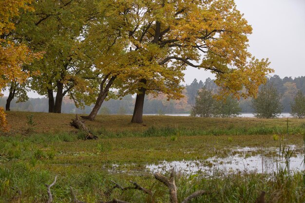 Feuilles d'automne, fond jaune, texture photo, arbres en octobre