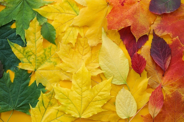 Feuilles d'automne sur fond jaune