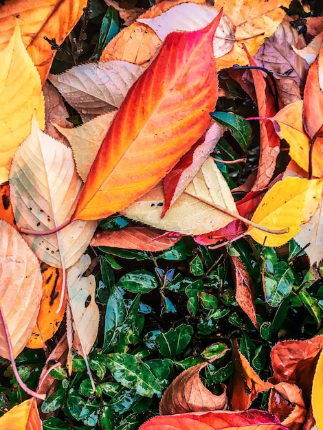 Feuilles d'automne et fond de nature arbres