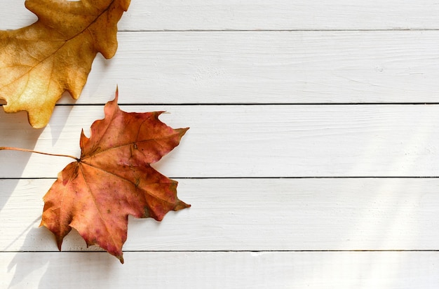 Feuilles d'automne sur fond de tableaux blancs éclairés par la vue de dessus des rayons solaires