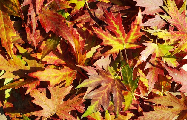 feuilles d&#39;automne de fond