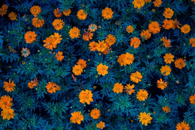 feuilles d&#39;automne de fond